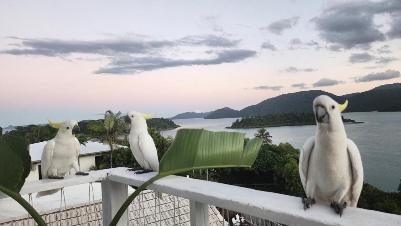 The Haven View - Airlie Beach Exterior foto